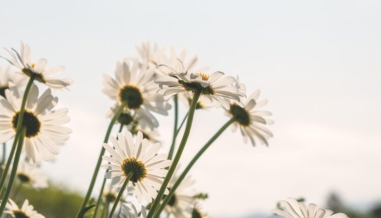 daisies-5091308_1280