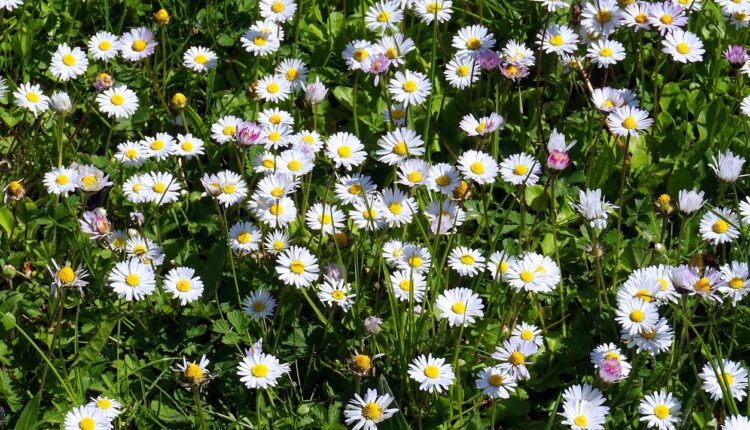 daisy-4172062_1280