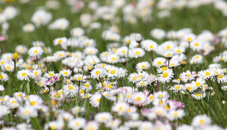 daisy-7261033_1280