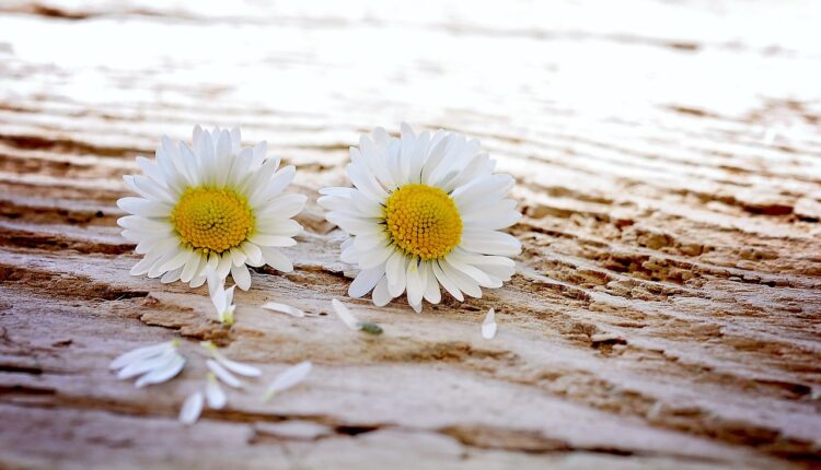 daisy-747320_1280