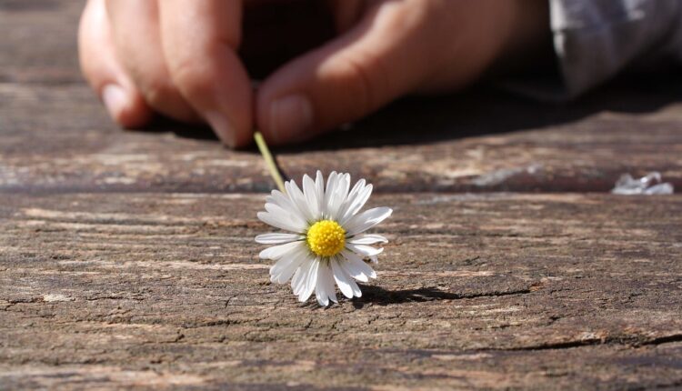 daisy-75190_1280