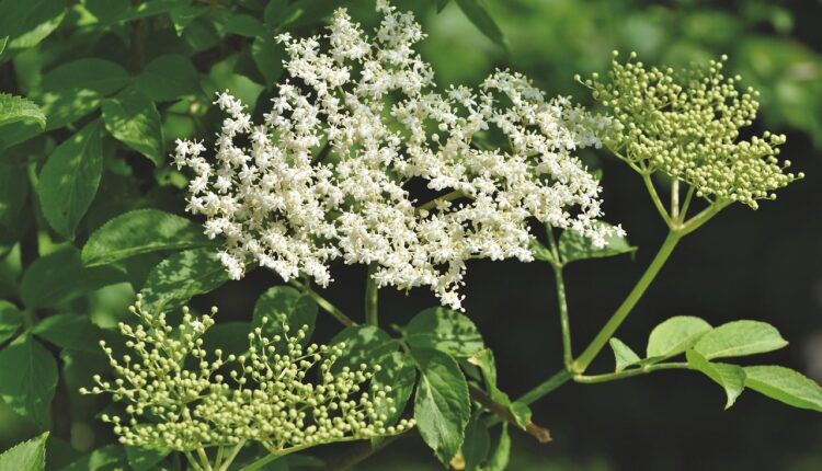 elder-5241224_1280