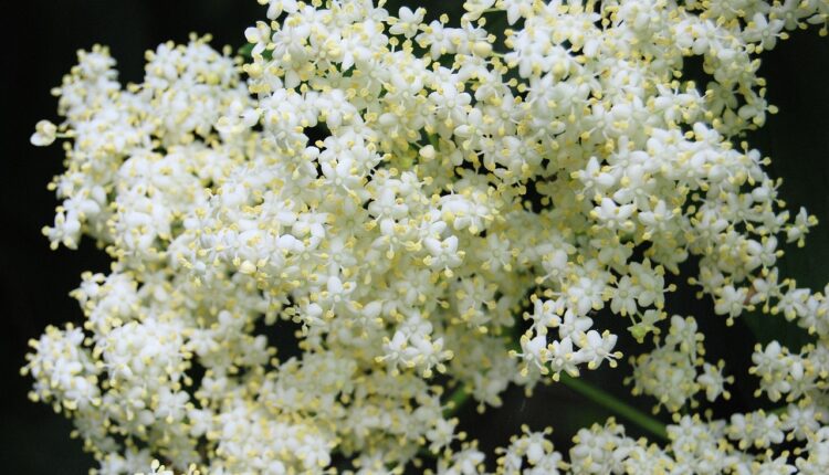 elderberry-350026_1280