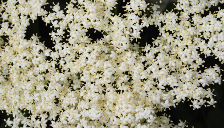 elderberry-350027_1280